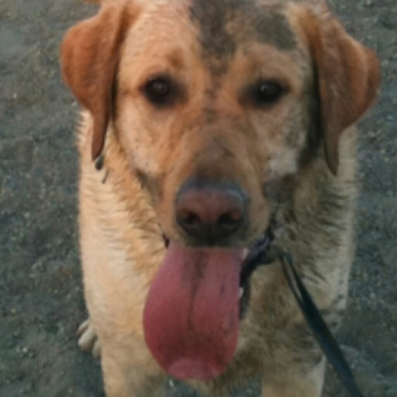 Meet your Posher, Elleana - Picture 2 of 3