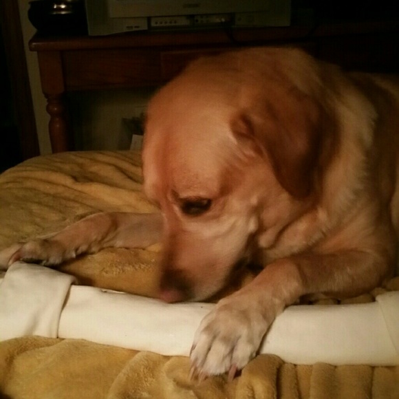 Meet your Posher, Elleana - Picture 3 of 3