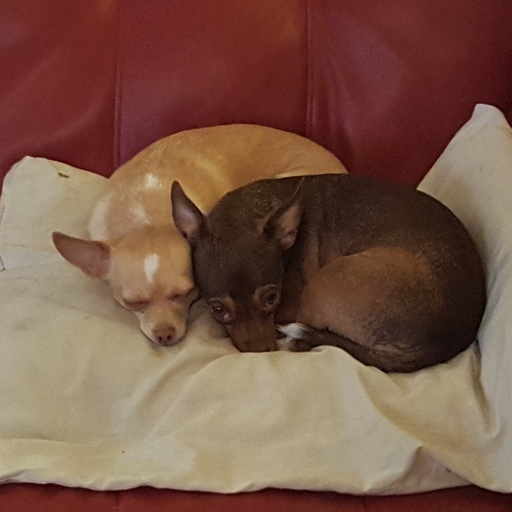 Meet your Posher, Anne