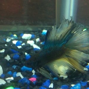 Meet your Posher, Daimery