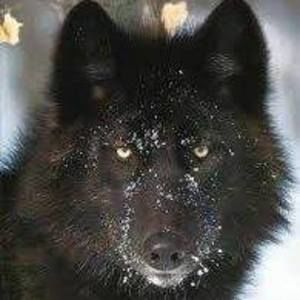 Meet your Posher, Soraya