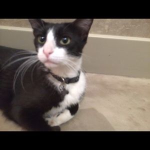 Meet your Posher, Evelyn