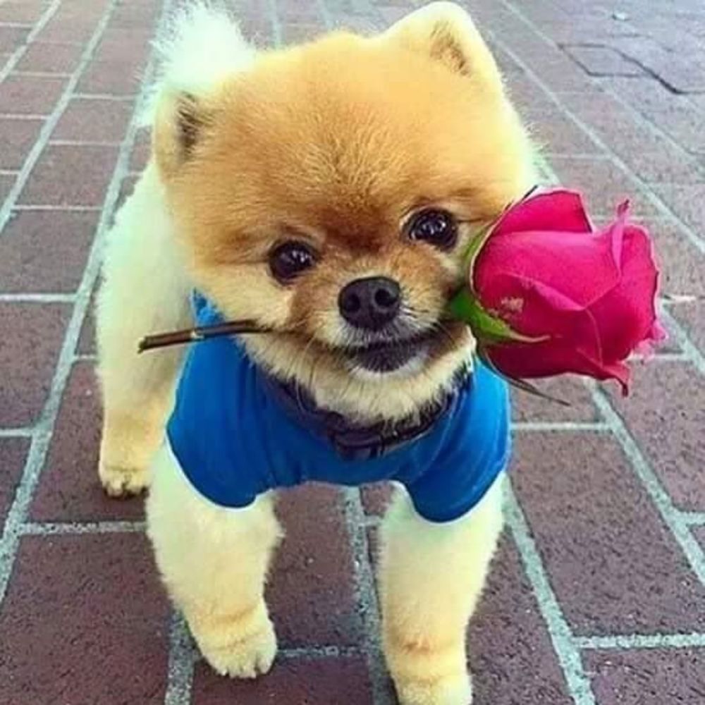 Meet your Posher, Laurie