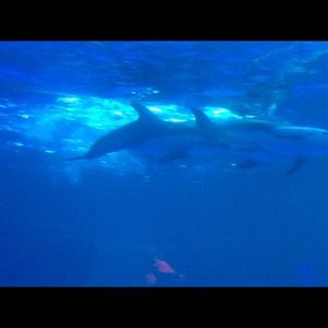 Meet your Posher, Rosa