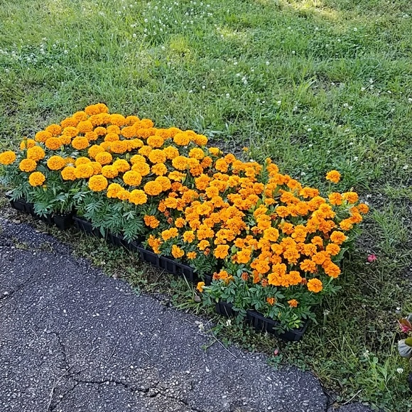 Meet your Posher, Charita - Picture 1 of 1