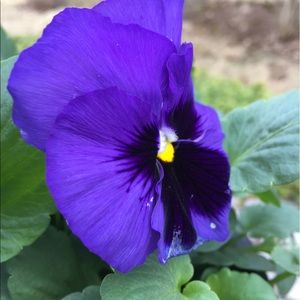 Meet your Posher, Lucy