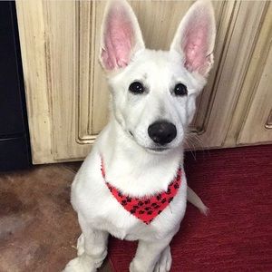 Meet your Posher, Whitney