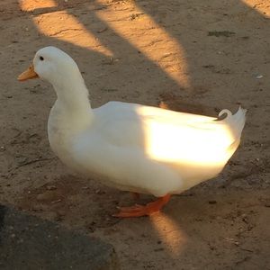 Meet your Posher, Mike