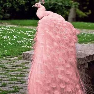 Meet your Posher, Nereida