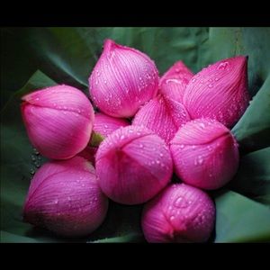 Meet your Posher, Truc