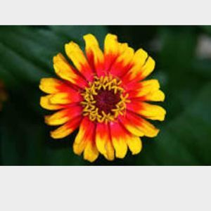 Meet your Posher, Dee