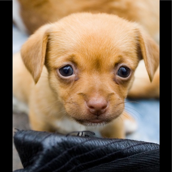 Meet your Posher, Liam - Picture 1 of 1