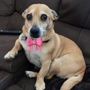 Meet your Posher, Alli