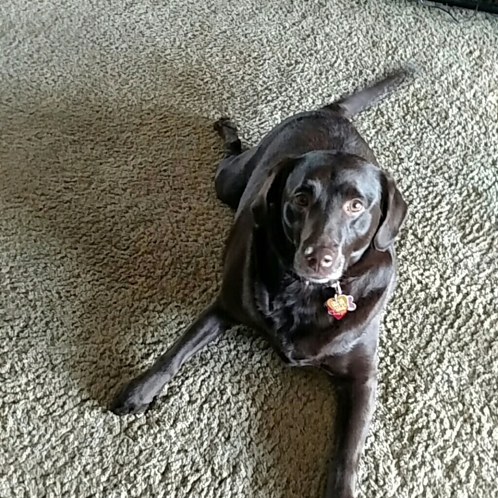 Meet your Posher, Lisa