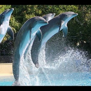 Meet your Posher, Ann