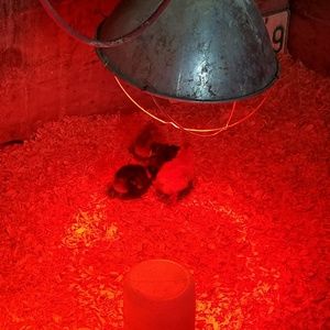 Meet your Posher, Katrina