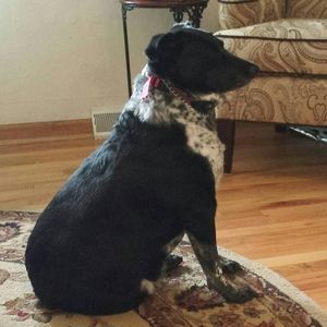 Meet your Posher, Dee