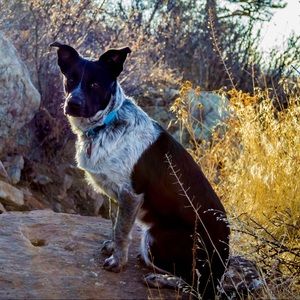 Meet your Posher, Dirk