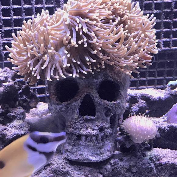 Meet your Posher, Valeria - Picture 1 of 1