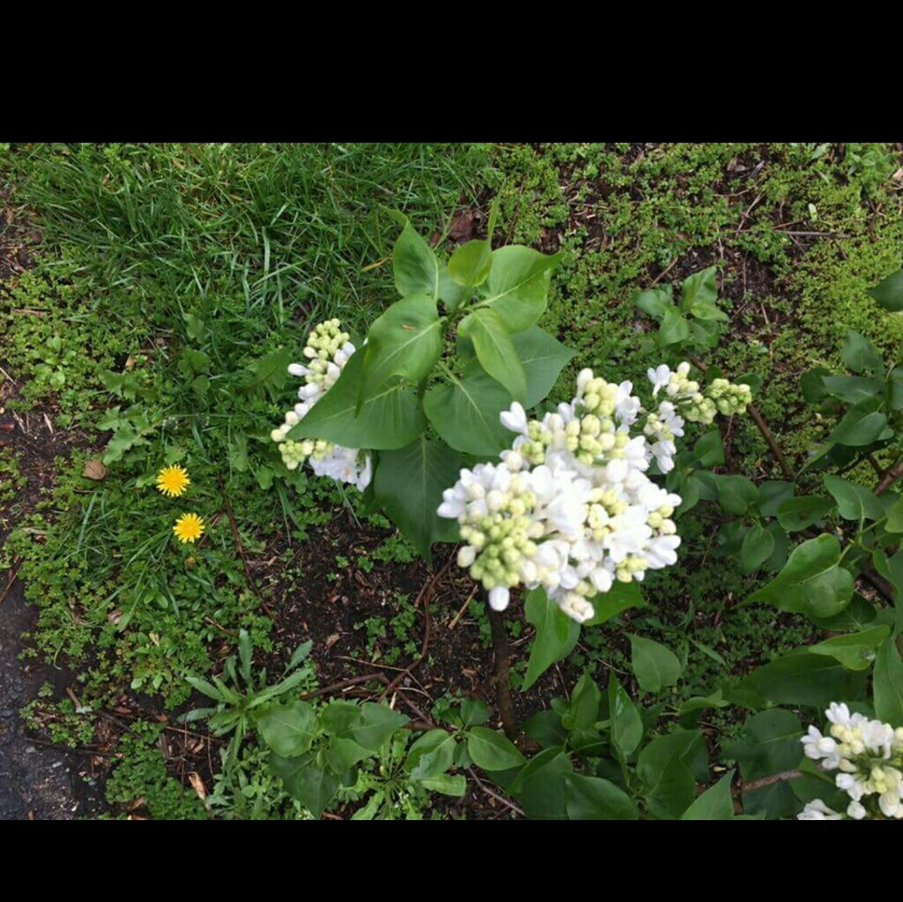 Meet your Posher, Nikola