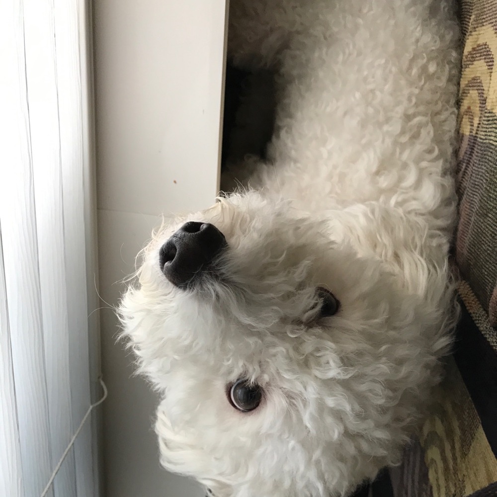 Meet your Posher, Maggie