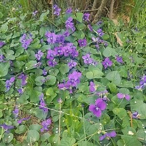 Meet your Posher, Sierra