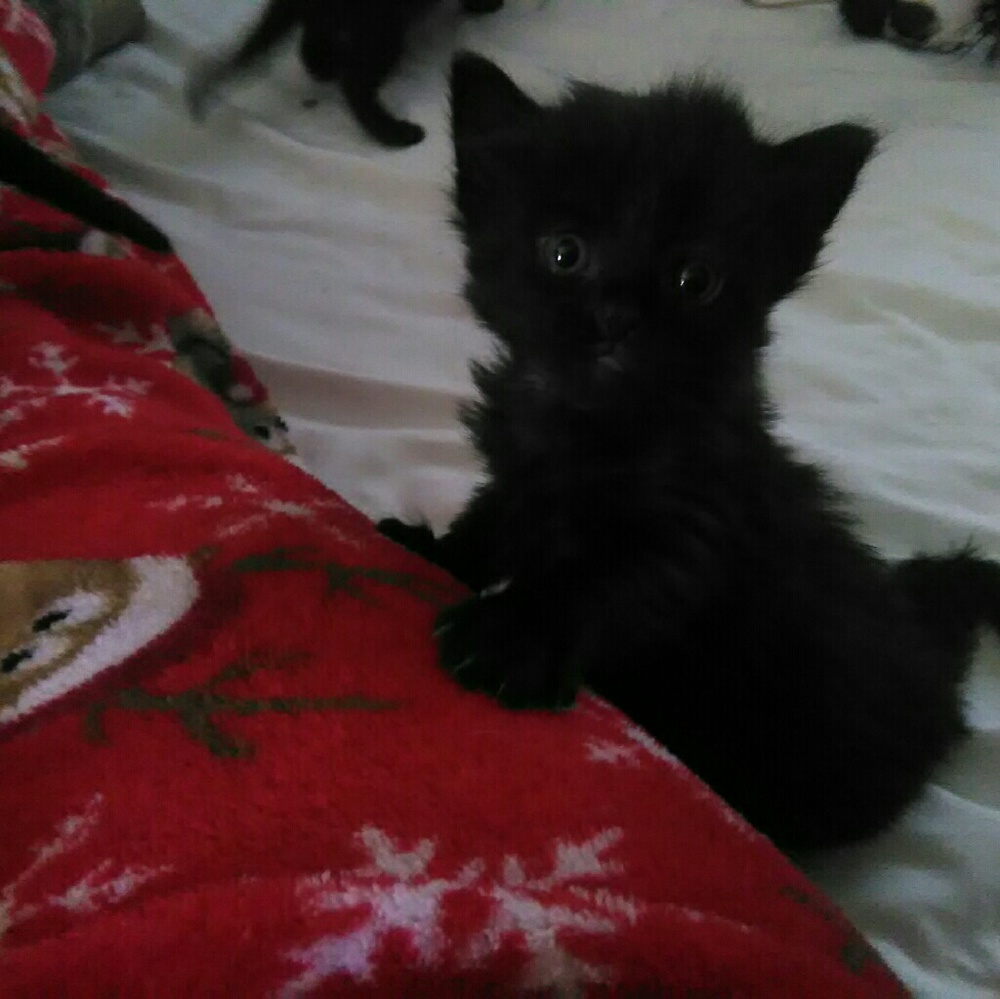 Meet my new Little Fur Baby.  Too Cute!!!💕💕💕