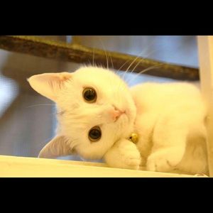 Meet your Posher, Safaa