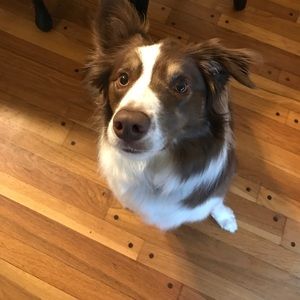 Meet your Posher, Devan