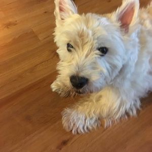 Meet your Posher, Kristy