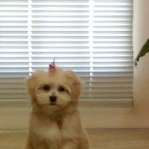 Meet your Posher, Becky