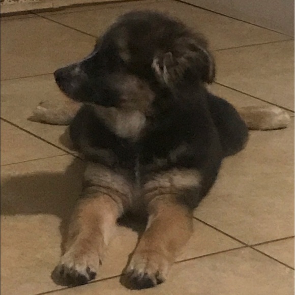 Meet your Posher, Abner - Picture 1 of 1