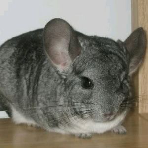 Meet your Posher, Ann