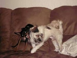 Meet your Posher, Melissa