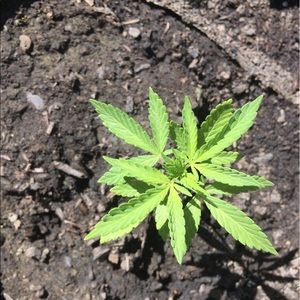 Meet your Posher, Adam