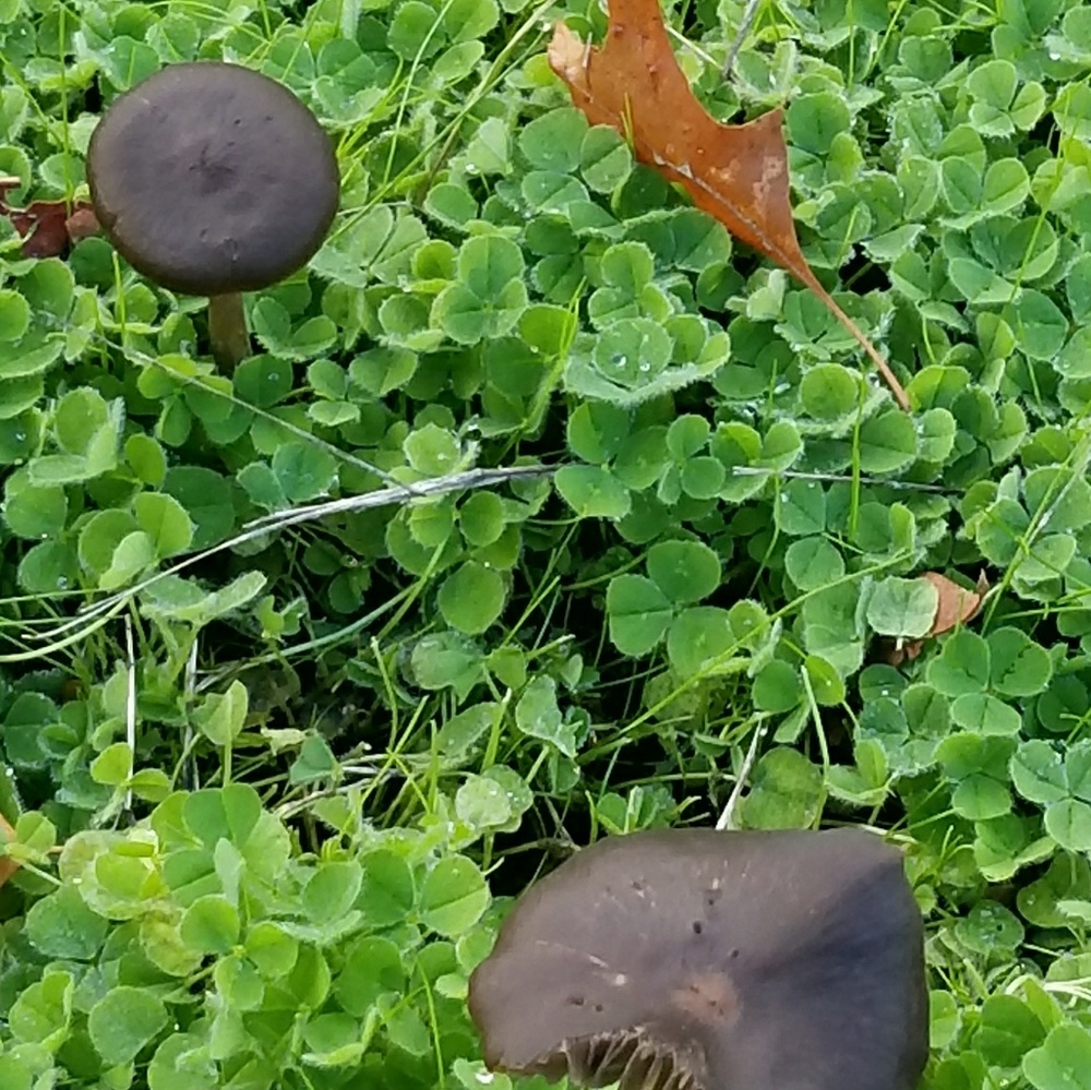 Meet your Posher, Christy