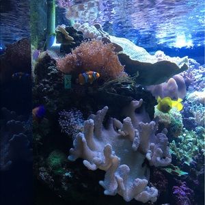 Meet your Posher, Haylee