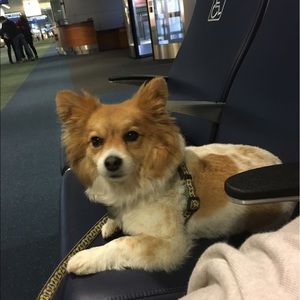 Meet your Posher, Joy