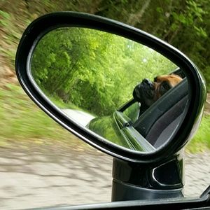 Meet your Posher, Ginger