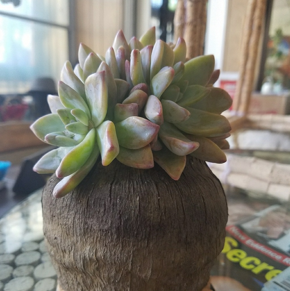 Meet your Posher, Eleanor