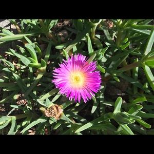 Meet your Posher, Malia