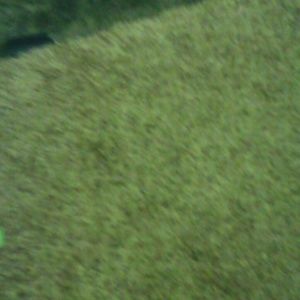 Meet your Posher, Suzie