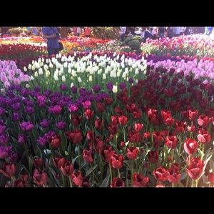 Meet your Posher, Rosette