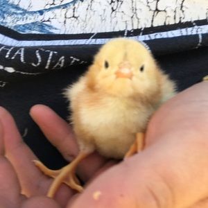 Meet your Posher, Steven