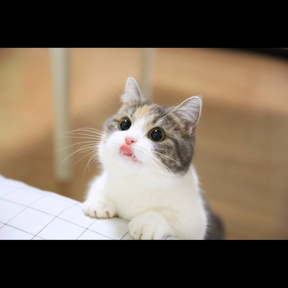Meet your Posher, Maggie