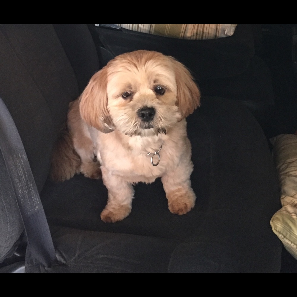 Meet your Posher, Ila