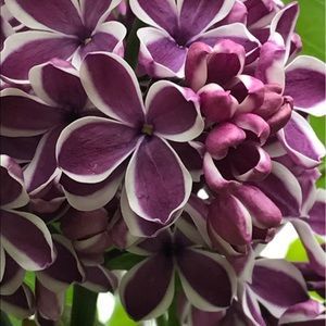 Meet your Posher, Evelyn