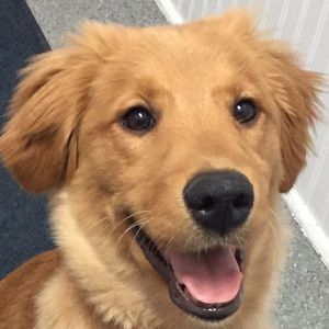 Meet your Posher, Alexa