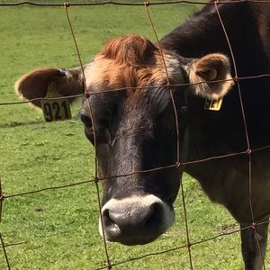 Meet your Posher, Peter