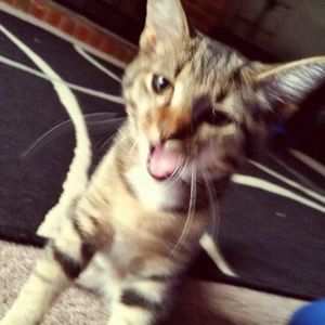 Meet your Posher, Bella